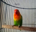 Love bird in a cage, natural photography Royalty Free Stock Photo