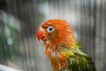 love bird in a cage sunbathing