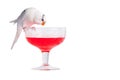 Love Bird on Cocktail Royalty Free Stock Photo