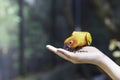 Love bird feeding on hand Royalty Free Stock Photo