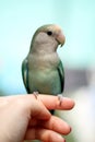 Love Bird on Finger Royalty Free Stock Photo