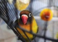 love bird in iron cage Royalty Free Stock Photo