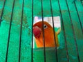 a love bird peeking from behind a cage or cage bars. lovebird trapped in a cage Royalty Free Stock Photo