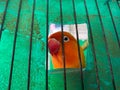 a love bird peeking from behind a cage or cage bars. lovebird trapped in a cage Royalty Free Stock Photo