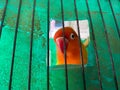 a love bird peeking from behind a cage or cage bars. lovebird trapped in a cage Royalty Free Stock Photo