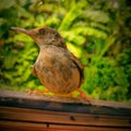 Love this bird sparrow in my door lovely