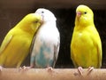 Yellow Parakeet White Parakeet Love Bird Love Triangle