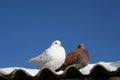 Love Birds Royalty Free Stock Photo