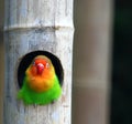 Love birds , Agopornis fischeri Royalty Free Stock Photo