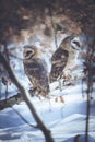 Love birds barn owls Royalty Free Stock Photo