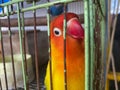 love birds in a cage. this bird has a beautiful chirp