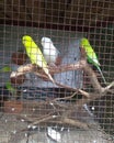 Love birds in a cage green and white color Royalty Free Stock Photo