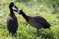 Love birds. Cute loving animal couple. Affectionate bonding pair