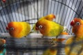 3 love birds in iron cages with the same color Royalty Free Stock Photo