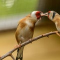 Love birds over the branches Royalty Free Stock Photo