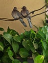 Love birds sitting on the wire Royalty Free Stock Photo