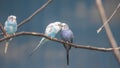 Love birds on a small tree branch Royalty Free Stock Photo
