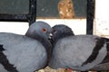 Love Birds Two Pigeons in Love Royalty Free Stock Photo