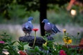 Love birds Royalty Free Stock Photo