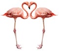 Love birds on white Royalty Free Stock Photo