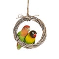 Love birds on white background