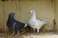 Love birds white pigeon Royalty Free Stock Photo