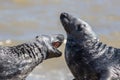 Love bite. Wild seals play fighting. Animal attacking the throat