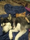 The love of a blue severian Wolf husky and a Tigger cats that& x27;s loving on one another