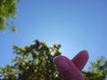 love between bluesky and under the trees Royalty Free Stock Photo