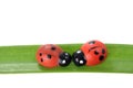 Love bugs Royalty Free Stock Photo
