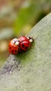 Love bugs? Beetles piggybacking on leaf