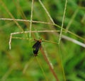 Love Bugs on a stalk of Grass Royalty Free Stock Photo