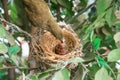 Love bulbul feeding a baby.