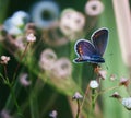 Original photos from the life of butterflies. Natural background