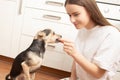 Love and care for pets. Girl gives a treat to a small dog at home in the kitchen Royalty Free Stock Photo