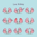 Love cartoon kidney