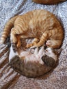 Love cats couple