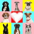 love collage of different types of dog breeds with a heart in the middle Royalty Free Stock Photo