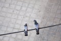 Love concept: aerial view of two pigeons looking at each other perched on an electric cable in the street Royalty Free Stock Photo