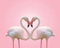 Love concept shape heart of couple flamingo on pink background