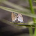 Love couple butterfly, mating pair of butterflies, close up. Bali, Indonesia