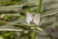 Love couple butterfly, mating pair of butterflies, close up. Bali, Indonesia