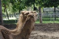 Love couple Camels in the zoo Royalty Free Stock Photo