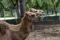 Love couple Camels in the zoo Royalty Free Stock Photo