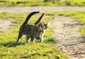 love couple cats walking on the bright green meadow in Sunny spring garden