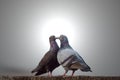 Love and courtship in pigeons Royalty Free Stock Photo