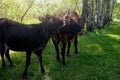 Love cow with a calf on a lawn in a birch forest on a free pasture Royalty Free Stock Photo