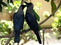 Love Crows Royalty Free Stock Photo