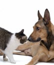 Love between Dog & Cat Royalty Free Stock Photo