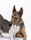 Love between Dog & Cat Royalty Free Stock Photo